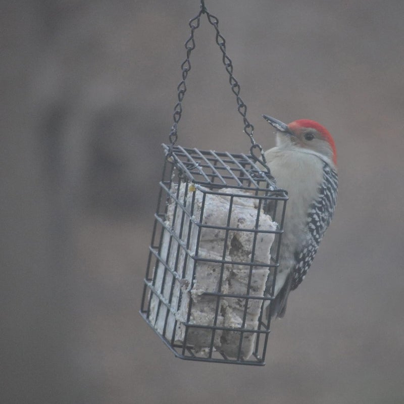 CS Berry Delight No-Melt Suet Dough 11.75 oz - Image 3